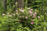 Pacific Rhododendron at base of Douglas-Fir