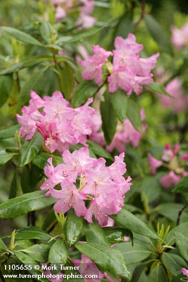 Rhododendron macrophyllum