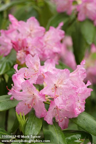 Rhododendron macrophyllum