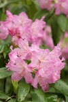Pacific Rhododendron blossoms