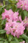 Pacific Rhododendron blossoms