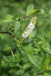 Diamondleaf Willow foliage & mature female ament