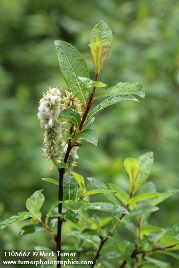 Salix planifolia