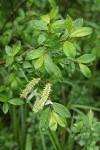 Diamondleaf Willow foliage & mature female aments