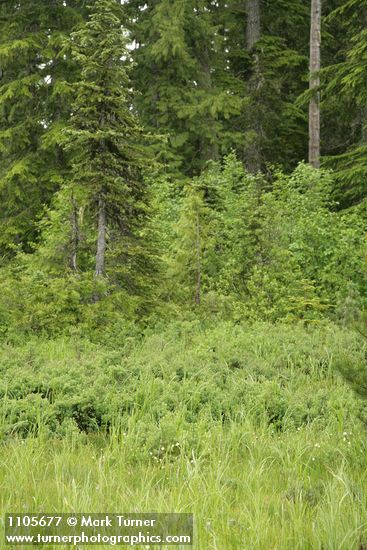 Vaccinium uliginosum; Abies amabilis; Thuja plicata; Salix planifolia