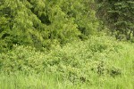 Diamondleaf Willows at base of Western Redcedar w/ Western Bog Blueberries among sedges in wet meadow