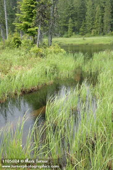 Carex sp.