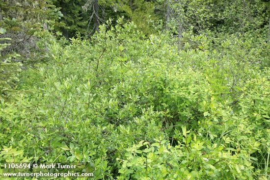 Salix pedicellaris; S. planifolia