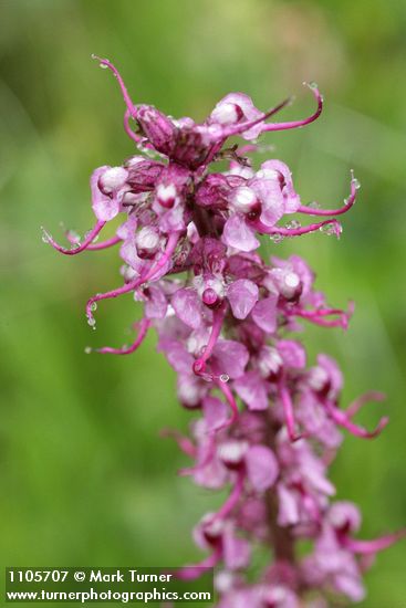 Pedicularis groenlandica