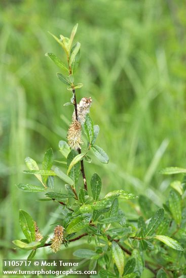 Salix pedicellaris