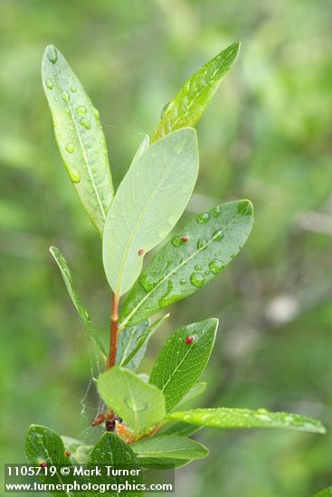 Salix pedicellaris