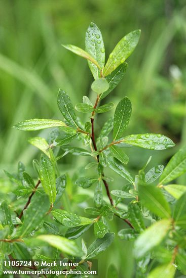 Salix pedicellaris