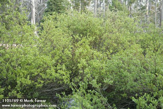 Salix boothii