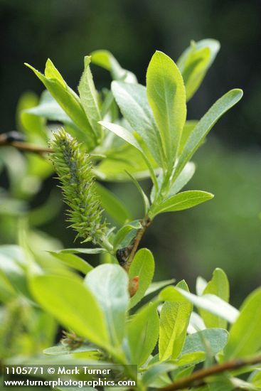 Salix boothii