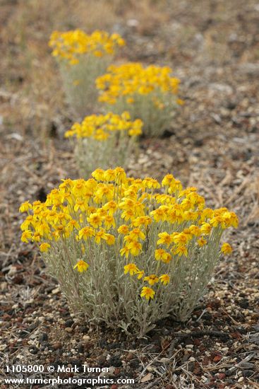 Eriophyllum lanatum var. integrifolium