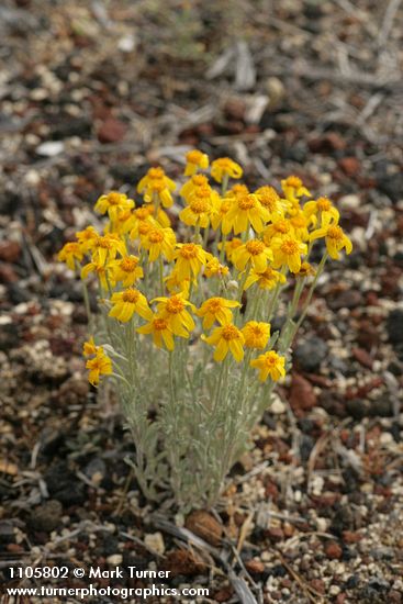 Eriophyllum lanatum var. integrifolium