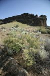 Wax Currant w/ fruit, Fort Rock bkgnd