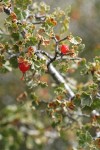 Wax Currant fruit & foliage detail