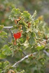 Wax Currant fruit & foliage detail