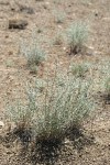 Thorn Skeletonweed