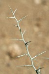Thorn Skeletonweed stem & thorns detail