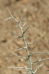 Thorn Skeletonweed stem & thorns detail