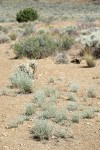 Thorn Skeletonweed habitat view w/ Juniper & Bitterbrush soft bkgnd