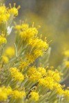 Spineless Horsebrush blossoms detail