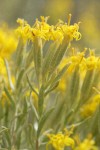 Spineless Horsebrush blossoms detail