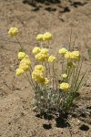 Cushion Buckwheat