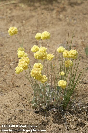 Eriogonum ovalifolium var. ovalifolium