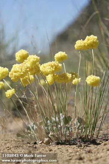 Eriogonum ovalifolium var. ovalifolium