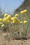 Cushion Buckwheat