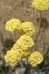 Cushion Buckwheat blossoms detail w/ ant