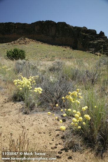 Eriogonum ovalifolium var. ovalifolium