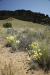 Cushion Buckwheat habitat view