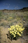 Cushion Buckwheat habitat view w/ Needle and Thread Grass