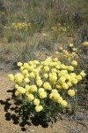 Cushion Buckwheat