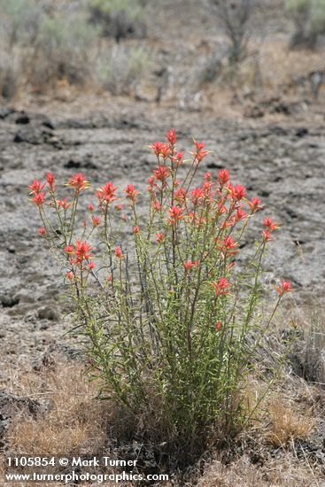 Castilleja linariifolia