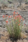 Linear-leafed Paintbrush