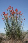 Linear-leafed Paintbrush against blue sky