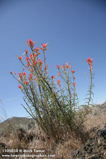 Castilleja linariifolia