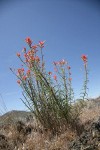 Linear-leafed Paintbrush against blue sky