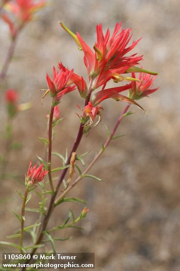 Castilleja linariifolia