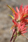 Linear-leafed Paintbrush bracts & blossoms detail