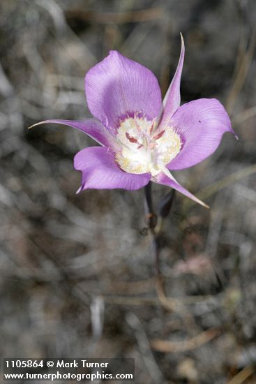 Calochortus macrocarpus