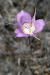 Green-banded Mariposa-lily