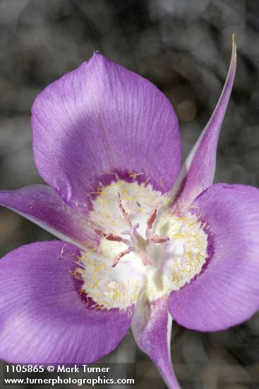 Calochortus macrocarpus