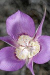 Green-banded Mariposa-lily blossom detail