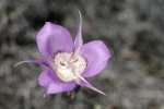 Green-banded Mariposa-lily blossom